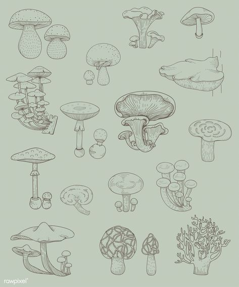 Mushrooms Growing On Trees, Different Kinds Of Mushrooms, Kinds Of Mushrooms, Mushroom Background, Trees Drawing, Galaxy Drawings, Mushrooms Growing, Chicken Drawing, Tree Mushrooms