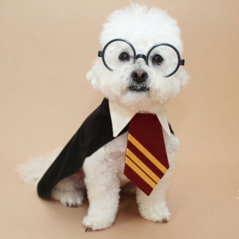 Harry Potter Dog Costume, Pet Costumes For Dogs, Harry Potter Dog, Wizard Halloween, Harry Potter Halloween Costumes, Harry Potter Costume, Halloween Dog, Prep School, Dog Halloween Costumes