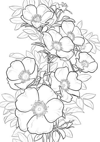 Floral Linework, Cherokee Rose, Rose Coloring Pages, Painting Practice, Tape Art, Flower Sketches, Seni Cat Air, Tattoo Life, Flower Coloring Pages