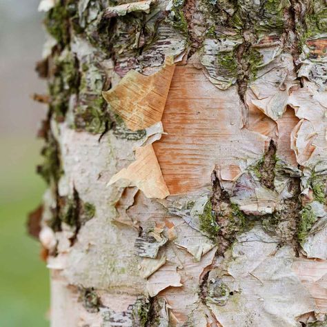 The river birch tree supplies excellent summer shade, beautiful foliage spring through fall and a stunning winter display. Here's how to grow one. Diy Pondless Waterfall, River Birch Trees, Fast Growing Shade Trees, Birch Trees Landscaping, Black Insects, Types Of Saws, River Birch, The Family Handyman, Waterfalls Backyard