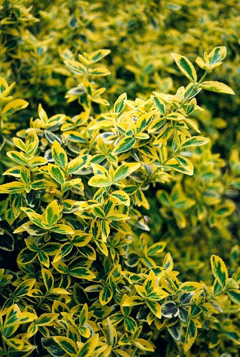 Euonymus fortunei &s;Emerald &s;n&s; Gold&s; (v) | spindle &s;Emerald &s;n&s; Gold&s; Climber Wall Shrub/RHS Gardening Euonymus Fortunei, Powdery Mildew, Garden Types, Chestnut Horse, Colorful Fruit, Plant Health, Evergreen Shrubs, Flower Border, Courtyard Garden