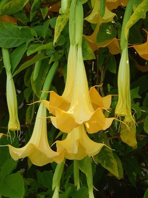 Yellow Trumpet Flower, Flowerscape Coloring, Yellow Flowers Aesthetic, Flower Studies, Trumpet Flowers, Trumpet Flower, Flower Sleeve, Democratic Republic Of The Congo, Photography Flowers