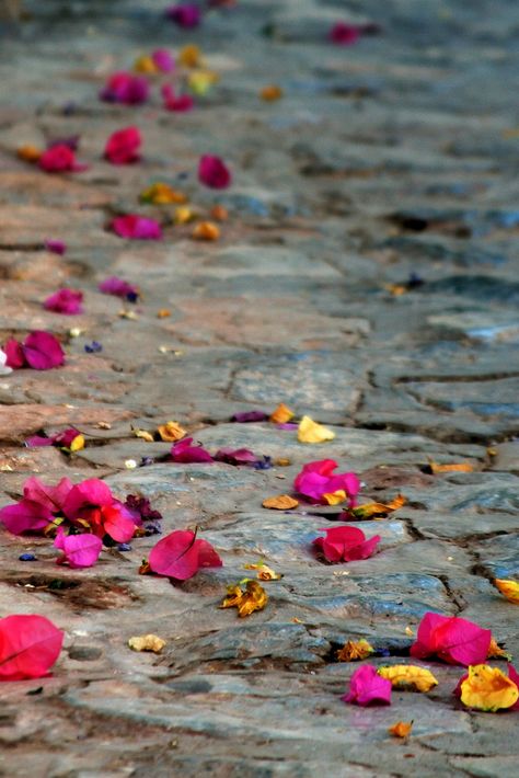 petals Wedding Decorating, Feeling Pretty, Purple Home, Flower Bomb, Wedding Top, Bougainvillea, Jolie Photo, Flower Petals, Simply Beautiful