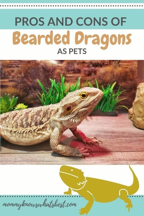 Basic Bearded Dragon Set Up, Caring For Bearded Dragon, Bearded Dragon Classroom Pet, Bearded Dragon Pet, Funny Animals Pics, Beard Dragon, Bearded Dragon Names, Best Pets For Kids, Animal Videos Funny