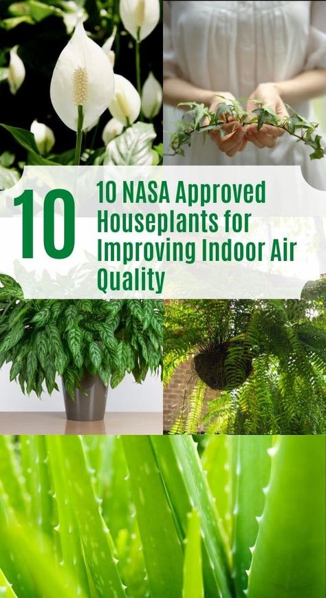 Air Quality Plants, Easy To Grow Plants, Best Air Purifying Plants, Easy Indoor Plants, Air Cleaning Plants, Air Purifying House Plants, Natural Air Purifier, Hanging Plants Indoor, Improve Indoor Air Quality