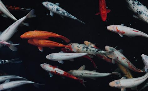 Koi Wallpaper, Coy Fish, Animal Categories, Asian Architecture, Fish Wallpaper, K Wallpaper, So Me, Header Image, Bodo