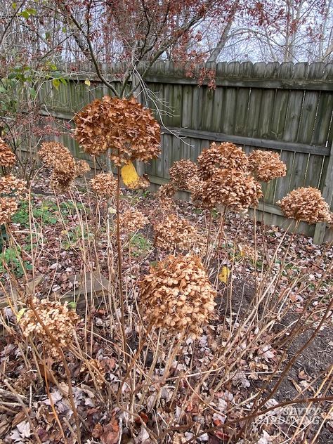 When to Cut Back Hydrangeas: An Easy-to-Follow Guide How To Split Hydrangeas, Pruning Hydrangeas Spring, How To Dry Hydrangea Blooms, How To Prune Hydrangeas In The Fall, When To Fertilize Hydrangeas, Trimming Hydrangeas, When To Plant Hydrangeas, Hydrangea Pruning, Hydrangea Plant Care