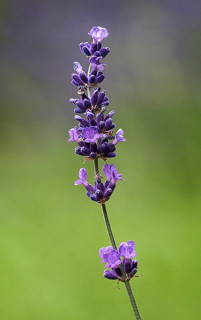 Lavender Reference Photo, Lavender Plant Photography, Lavender Flower Photography, Lavender Close Up, Lavender Reference, Lavender Plant Aesthetic, Lavender Aesthetic Flower, Lavender Flower Drawing, Lavendar Plant