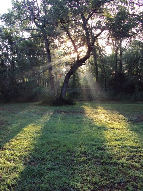 Morning Sun / Summer Forest Light / 8 x 10 10 Am Morning Aesthetic, 2 Pm Aesthetic, Early Morning Aesthetic Window, 5 Pm Aesthetic, Early Summer Morning Aesthetic, Day Time Aesthetic, Spring Morning Aesthetic, Morning Sun Aesthetic, Sunny Morning Aesthetic