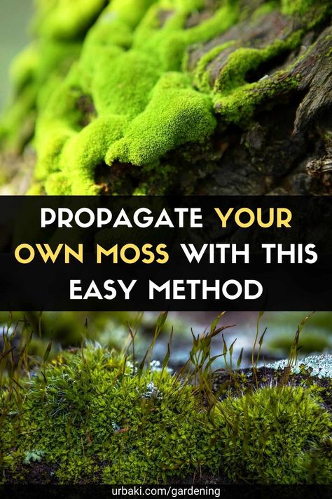 There is something about moss that can give any garden an aged "secret garden" look. In certain climates, you'll notice moss growing on its own, usually on sidewalks, trees, and gaps in your lawn. If you love the look of moss but don't have the fuzzy green mulch in your own landscape, you can intentionally cultivate it to grow in your garden as a bed, border, or stone walls. Moss prefers moisture, shade, and generally acidic soil. While not traditionally difficult to care for, the heat of ... Moss Lawn, Moss Growing, Types Of Moss, Growing Moss, Moss Plant, Moss Decor, Moss Garden, Garden Terrarium, Terrarium Plants