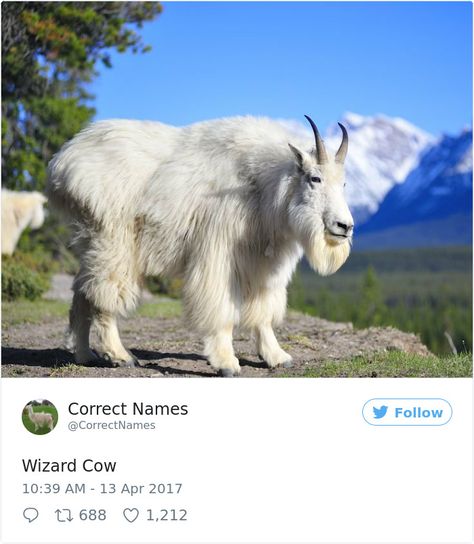 This Twitter Account Is Renaming Everyday Objects And They're More Accurate Than The Real Ones Alternate Animal Names, Animals Name List, Funny Animal Names, Animal Names, Names List, Alternative Names, Funny Names, Funny Animal Quotes, Mountain Goat