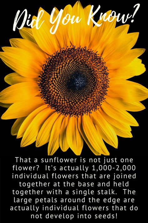 National Sunflower Day, Sunflowers Meaning, Planting Sunflower Seeds, Sunflower Facts, Encouragement Box, Seed Quotes, Meaning Of Sunflower, Sunflower Stuff, Sunflower Names