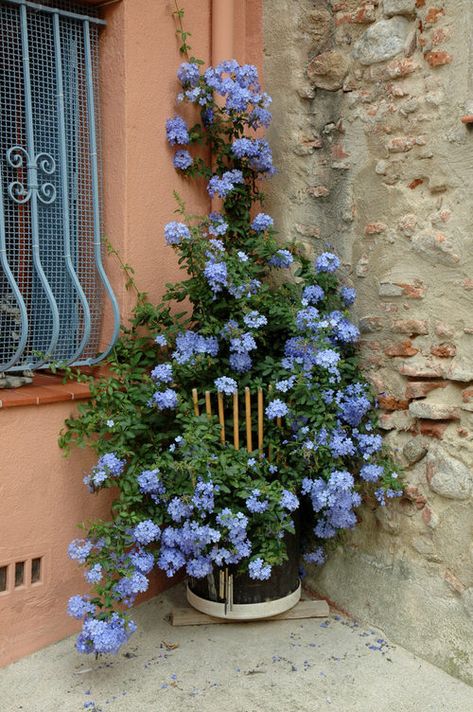 13 Stunning Vines & Climbers With Blue Flowers | Balcony Garden Web North Facing Balcony Plants, Flowers Balcony Ideas, Blue Cottage Garden, Balcony Vines, Balcony Flowers Ideas, Climber Flowers, Balcony Plants Ideas, Balcony Flower Garden, Balcony With Flowers