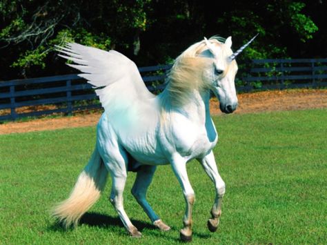 Pegasus Spirit Animal Meaning, Unicorn Wings, Unicorn Images, Unicorn And Fairies, Flying Unicorn, Real Unicorn, Unicorn Pictures, Fantasy Horses, Unicorns And Mermaids