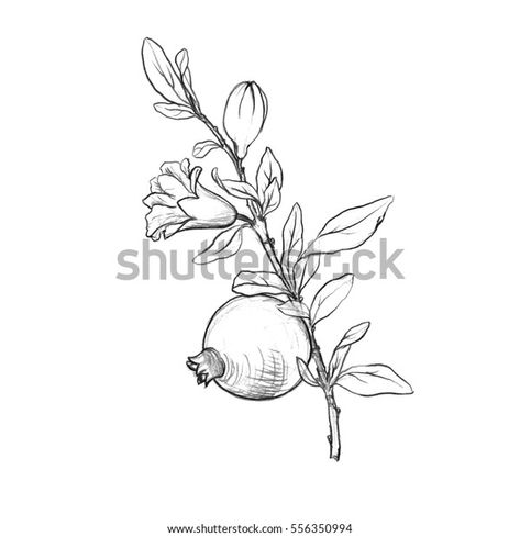 Pomegranate Tattoo, Branch Tattoo, Handmade Logo, Line Art Tattoos, Tarot Art, Flower Logo, Tree Tattoo, Lotus Flower Tattoo, Flower Tattoos