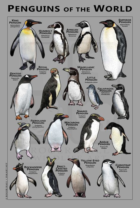 Erect Crested Penguin, South African Penguins, Adeline Penguin, Penguin Reference, Penguin Chart, Fiordland Penguin, Emporer Penguin, Penguin Poster, Types Of Penguins