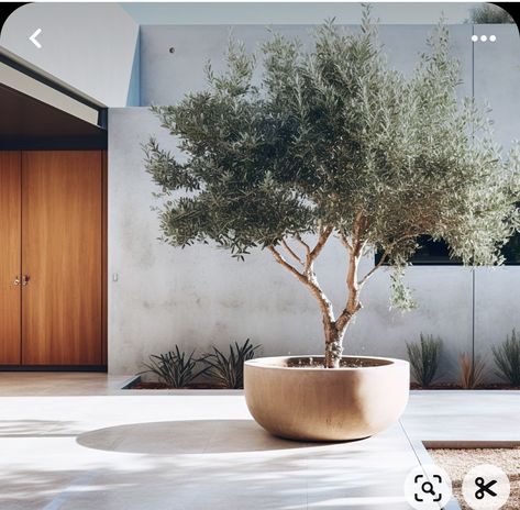 Olivier En Pot, Potted Olive Tree, Outdoor Gardens Design, Potted Trees, Mediterranean Garden, House Landscape, Olive Tree, Small Backyard Landscaping, Backyard Landscaping Designs