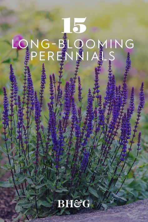 Summer Long Blooming Flowers, Early Summer Blooming Perennials, Late Blooming Perennials, Long Blooming Perennials Sun, Perennials That Bloom All Summer Long, Perennials That Bloom All Summer, Perennials That Bloom Spring To Fall, Fall Blooming Perennials, Longest Blooming Perennials