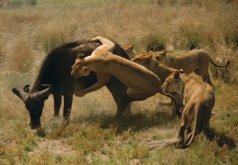 In Botswana a group of female lions singles out a weaker African buffalo from the herd and methodically takes it down. Lionesses do the hunting while the males stay back with the cubs. Lion Attack, Lion Hunting, African Buffalo, Female Lion, Lion And Lioness, Okavango Delta, Lion Pride, African Lion, Safari Adventure