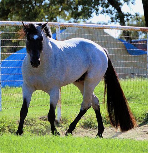 Quarter Horse stallion My Final Notice.....absolutely beautiful horse! Blue Roan Horse, Aqha Stallion, Quarter Horse Stallion, Blue Roan, Quarter Horses, American Quarter Horse, Majestic Horse, Horse World, All The Pretty Horses