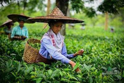 Assam Tea, Tea Farm, Butterfly Tea, Farming Business, Tea Estate, Relaxing Tea, Tea Companies, Tea Garden, Slow Life