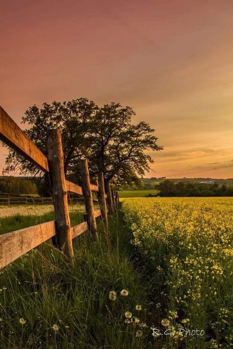 Yellow Backgrounds, Protect Your Peace, Country Photography, A Ray Of Sunshine, Farm Photography, Evil People, Pretty Landscapes, Ray Of Sunshine, Nature Aesthetic