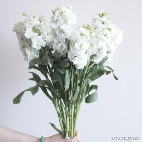 White Stock Flower, Flower Moxie, Boda Diy, Fresh Wedding Flowers, Stock Flower, Unique Wedding Flowers, Diy Wedding Bouquet, Flower Care, White Wedding Flowers