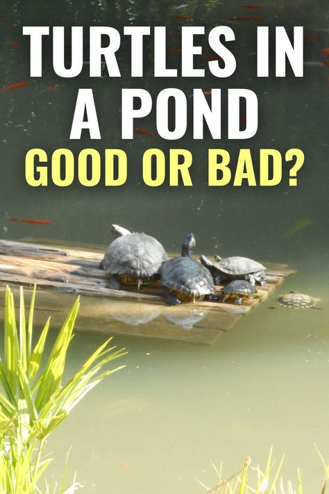 Are turtles in a pond good or bad for the ecosystem? Learn the pros and cons of having turtles in your pond. Plus, whether you should add them to your pond or not. 1 Acre Pond Ideas, Wildlife Pond Ideas, How To Build A Pond, Fish Ponds Ideas, Swimmable Pond, Turtle Ponds Backyard Diy, Pond Ideas Large, Natural Pond Landscaping, Large Pond Landscaping