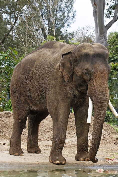 Asian elephant - melbourne zoo - Elephas maximus - Wikimedia Commons Endangered Elephants, Asiatic Elephant, Elephant Zoo, All About Elephants, Melbourne Zoo, Elephants Never Forget, Lion Photography, Asian Elephant, Indian Elephant