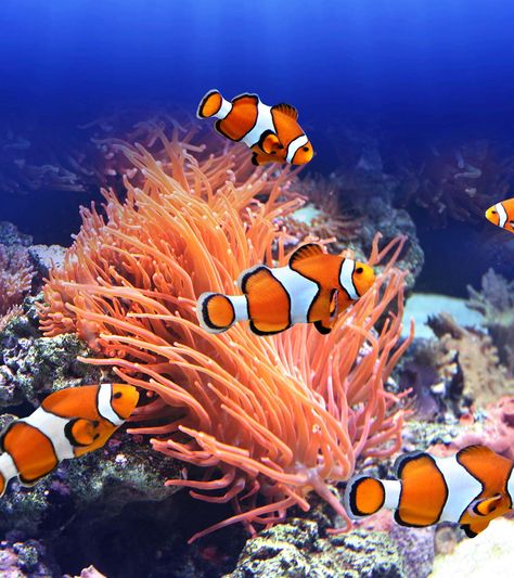 15 Fascinating Clownfish Facts And Information For Kids Jellyfish Facts For Kids, Omnivorous Animals, Fish Aesthetic, Sea Anemone, Clownfish, Marine Fish, Fish Drawings, Saltwater Aquarium, Beautiful Fish