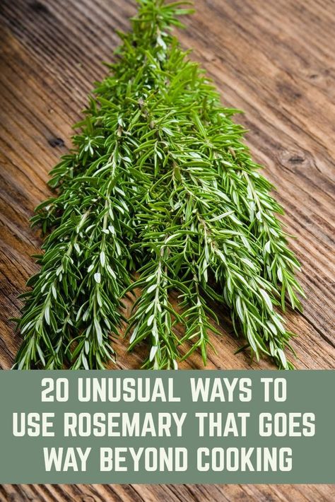 Dry Rosemary, Preserve Fresh Herbs, Drying Fresh Herbs, Rosemary Herb, Preserving Herbs, Medicinal Herbs Garden, Rosemary Plant, Harvesting Herbs, Herb Recipes