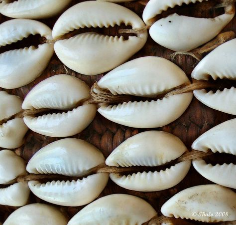 Cowry Shell, Cowrie Shells, Shell Beach, African Trade Beads, African Baskets, Art Populaire, Arte Popular, A Symbol, Cowrie Shell