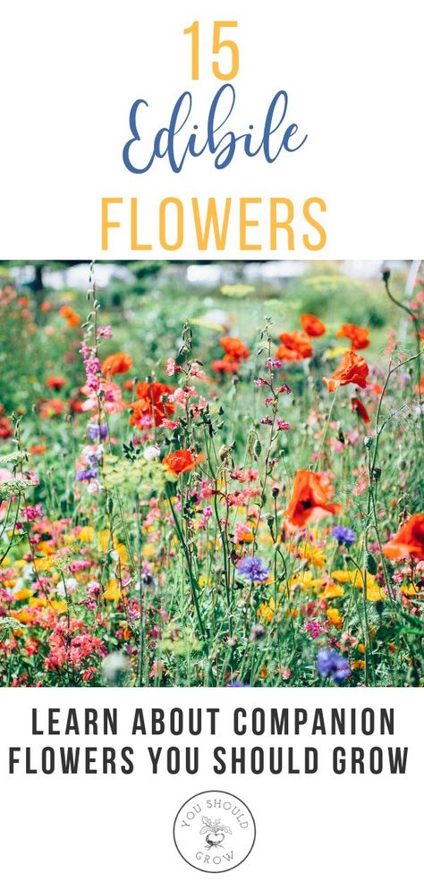 Vegetable Garden Companion Planting, Edible Flower Garden, Companion Gardening, Garden Companion Planting, Vegetable Garden Planner, Growing Tomatoes In Containers, Types Of Herbs, Organic Vegetable Garden, Garden Planner