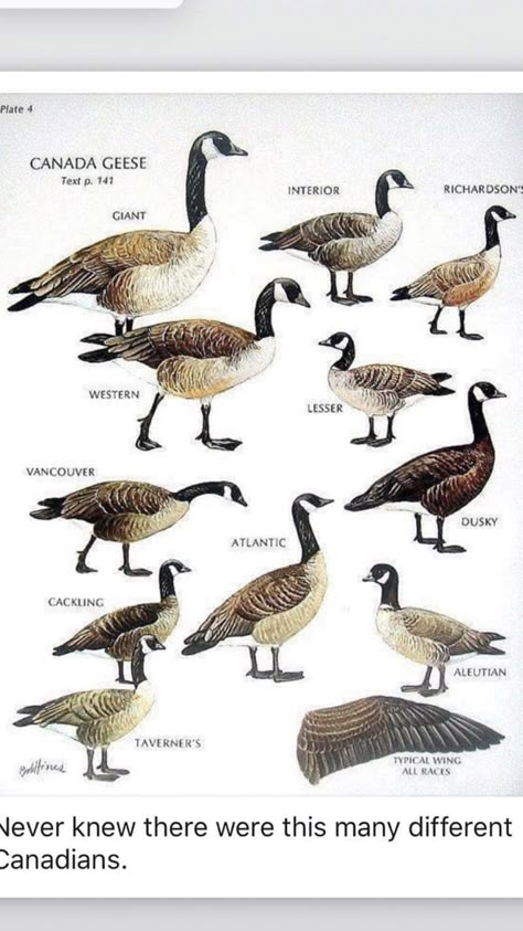 Duck Breeds, Pig Breeds, Bird Breeds, Canadian Geese, Goose Hunting, Birds Of North America, Canada Geese, Duck Pictures, Snow Goose