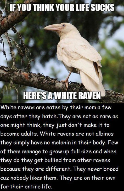 The Life Of A White Raven Is Not So Good White Raven, Palaye Royale, Crows Ravens, Animal Facts, The More You Know, Empath, Infp, A Quote, Animal Memes