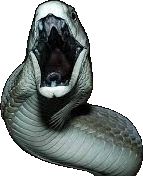 Venom Images, Snake Biting, Black Mamba Snake, Mamba Snake, The Black Mamba, Snake Bites, Black Mamba, Venom, Snakes