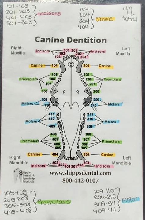 Vet Tech Uniform, Anesthesia Monitoring Vet Tech, Vet Anesthesia Monitoring, Vet Tech Must Haves, Vet Tech Accessories, Vet Tech Essentials, Vet School Essentials, Vet Study Notes, Veterinary Cheat Sheets