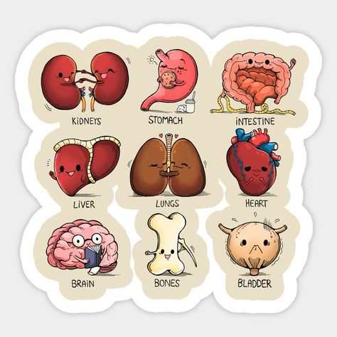 Which organ in the human body has the capacity to regenerate itself ❓🧑🏻‍⚕️📚🧠 Share your thoughts with us✨ Follow @medquizzone for more insights . . . . . . . . . . . . . . . #futuredoctor #instagram #instagood #InstaFamous #TrendingNow #test #ViralContent #tiktok #foryou #mcqs #ExplorePage #goingviral #500k #100k #newyork #canda #usa #uk #usmle #plab #nle #amc #haad #foryou Organs Stickers, Medicine Stickers, Biology Stickers, Anatomy Stickers, Health Stickers, Science Doodles, Medical Stickers, Biology Art, Cute Easy Doodles