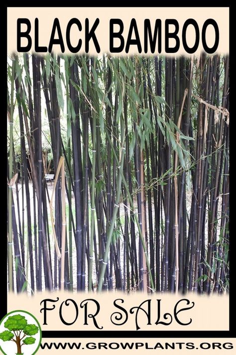 Black bamboo for sale - Grow plants Black Bamboo Plant, Plant Tips, Lawn Fertilizer, Easy Plants To Grow, Bamboo Plant, Windy Weather, Gardening Plants, Bamboo Garden, Grow Plants