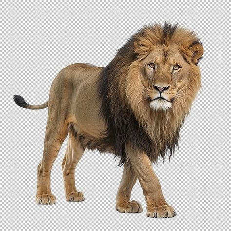 Walking Lion, Walking Images, Lion Walking, Lion Png, Png Image, Png Images, Canon, Lion, Free Download