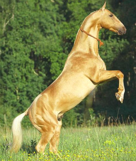 Golden Akhal Teke Stallion. What amazing color! Horse rearing up in meadow. Ahal Teke, Rare Horse Breeds, Akhal Teke Horses, Rare Horses, Palomino Horse, Akhal Teke, Pony Horse, Most Beautiful Horses, All The Pretty Horses