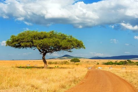 Savannah landscape by Byrdyak on @creativemarket African Savannah Landscape, Savannah Landscape, African Savannah, African Theme, Diy Canvas Art Painting, African Animals, Landscape Trees, Diy Canvas Art, Pictures To Paint