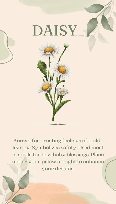 Carnation flower meaning