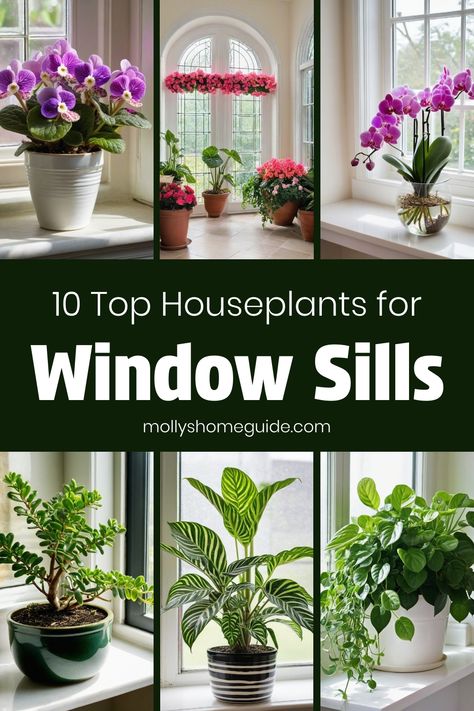 Discover the best indoor plants for windows that will brighten up your space effortlessly. From low-maintenance houseplants to stunning options perfect for bathrooms without windows, there's a plant for every need. Explore different varieties suited for east-facing windows or windowless bathrooms and create an indoor oasis. Need office plants that thrive in workspace? We've got you covered with our selection of houseplants ideal for windowless spaces. Get inspired with these indoor window shelf Bathroom Window Sill Plants, Best Plants For Kitchen Window, Plant Office Room, Indoor Window Plant Shelf, Plants For Window Sill, Window Sill Plants Indoor, Bathroom Window Plants, Window Plant Ideas, Window Seal Plants