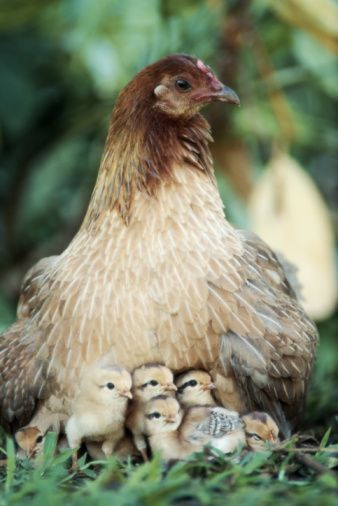 Country Living Yom Kippur, 강아지 그림, Chickens And Roosters, Hens And Chicks, Farmhouse Cottage, Raising Chickens, Country Charm, Chickens Backyard, The Grass