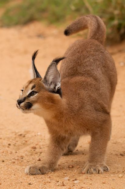 Caracal Cat, Small Wild Cats, Regnul Animal, Gato Grande, Exotic Cats, Image Chat, Brown Cat, Rare Animals, Small Cat