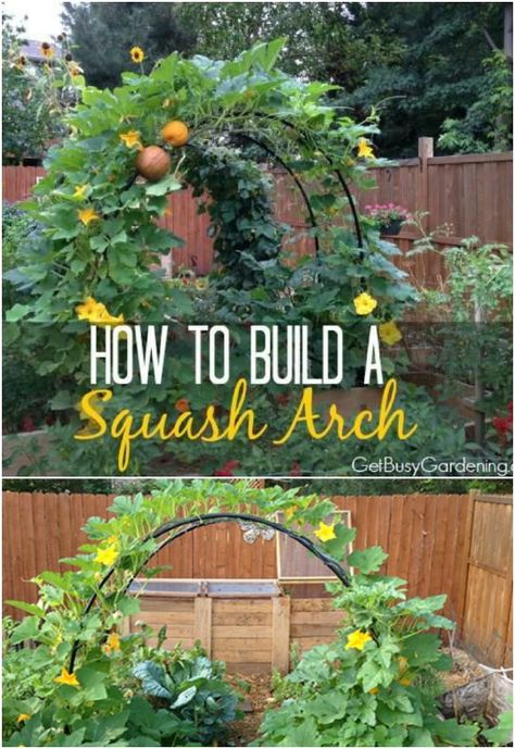 Beautiful Arched Trellis Squash Arch, Vegetable Trellis, Kebun Herbal, Garden Arch Trellis, Taman Diy, Raised Vegetable Gardens, Diy Garden Trellis, Arch Trellis, Vertical Vegetable Garden