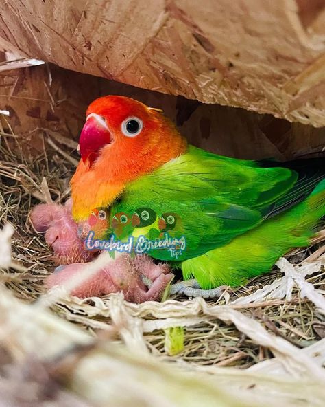 How to Breed Lovebirds Faster African Lovebirds, Nesting Boxes, Bird Watching, Paper Mache, Love Birds, Pet Birds, Birds, Pet, Animals