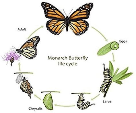 You should spend about 40 minutes on this task. The diagram shows the life cycle of a Monarch Butterfly Give reasons for your answer and include any relevant examples from your own knowledge or experience. Write at least 250 words. Sample Answer  The picture illustrates the various stages in the life of a Monarch Butterfly. Overall, there are 6 […] Monarch Butterfly Life Cycle, Cycle Drawing, Butterfly Meaning, Stages Of A Butterfly, Butterfly Metamorphosis, Butterfly Flying, Animal Life Cycles, About Butterfly, Butterfly Quotes