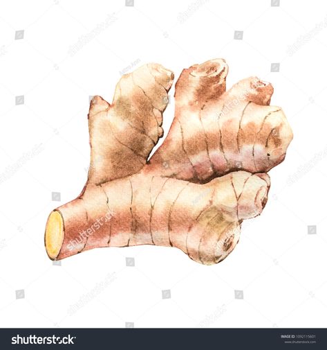 Hand Drawn Ginger watercolor sketch. Illustration For Food Design.Ginger#watercolor#Hand#Drawn Ginger Illustration, Spices Vector, Vegetable Drawing, Vegetable Painting, Ginger Shot, Food Art Photography, Kitchen Herbs, Anime Sisters, Still Life Drawing